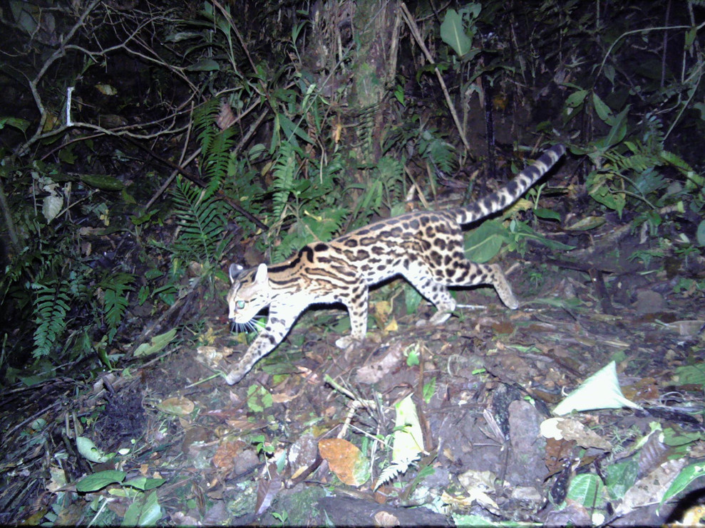 Margay